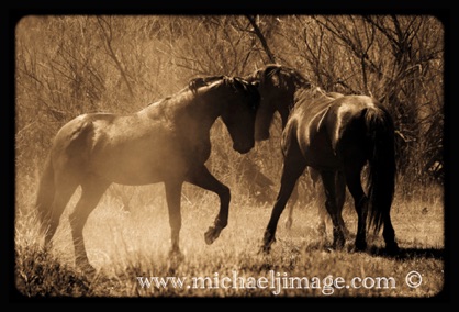 "wild horses 1"
verde river, rio verde, az.